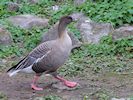 Pink-Footed Goose (WWT Slimbridge November 2017) - pic by Nigel Key